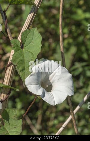 Nahaufnahme Blume von Hedge Bindweed / Calystegia sepium wächst in einem UK hedgerow. Gewöhnliches Unkraut UK, lästiges Unkraut, Heckenpflanzen. Stockfoto