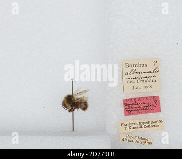 Popof Island, Aleutians East, Alaska, United States, Bombus (Pyrobombus) jonellus (Kirby), Animalia, Arthropoda, Insecta, Hymenoptera, Apidae, Apinae Stockfoto