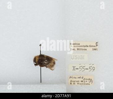 Nunivak Island, Bethel, Alaska, United States, Bombus (Bombus) occidentalis Greene, Animalia, Arthropoda, Insecta, Hymenoptera, Apidae, Apinae Stockfoto