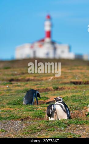 Magellanic Pinguin, Spheniscus magellanicus, Leuchtturm, Los Pingüinos National Monument, Magdalena Island, Strait of Magellan, Magallanes und chilenischen Stockfoto