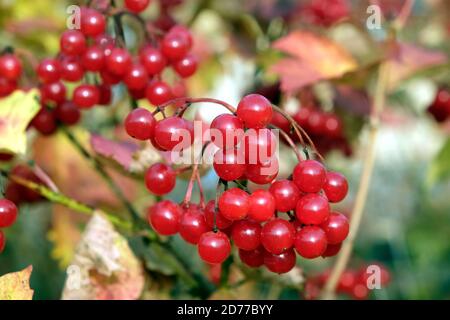 Rote Viburnum bunche mit reifen Beeren hängt am Ast Vorne verwischen Herbst Hintergrund Nahaufnahme Stockfoto