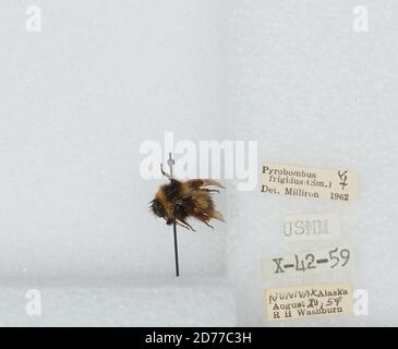 Nunivak, Bethel, Alaska, United States, Bombus (Pyrobombus) frigidus Smith, Animalia, Arthropoda, Insecta, Hymenoptera, Apidae, Apinae Stockfoto