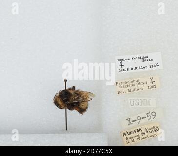 Nunivak, Bethel, Alaska, United States, Bombus (Pyrobombus) frigidus Smith, Animalia, Arthropoda, Insecta, Hymenoptera, Apidae, Apinae Stockfoto