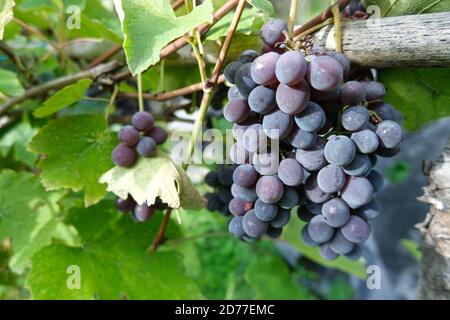 Weintraubenzweig auf einem Weinanbau in der Toskana.Landwirtschaftliche BiologischRotwein Produktion Stockfoto