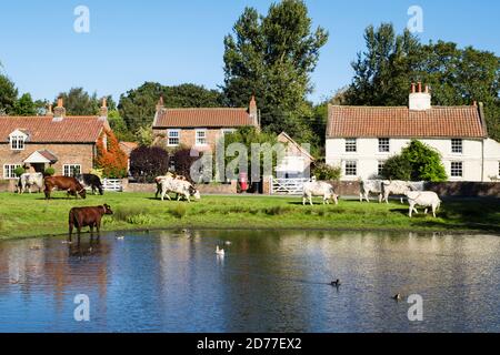 Freirandes Vieh Beweidung durch Ententeich auf einem Dorf grün. Nonne Monkton, York, North Yorkshire, England, Großbritannien Stockfoto