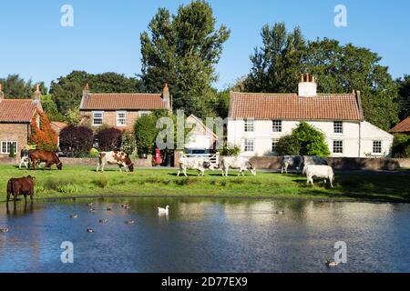 Freirandes Vieh Beweidung durch Ententeich auf einem malerischen Dorf grün. Nonne Monkton, York, North Yorkshire, England, Großbritannien Stockfoto