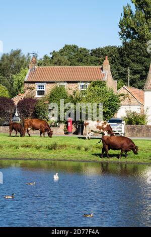 Freirandes Vieh Beweidung durch Ententeich auf einem Dorf grün. Nonne Monkton, York, North Yorkshire, England, Großbritannien Stockfoto