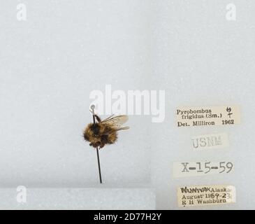 Nunivak, Bethel, Alaska, United States, Bombus (Pyrobombus) frigidus Smith, Animalia, Arthropoda, Insecta, Hymenoptera, Apidae, Apinae Stockfoto