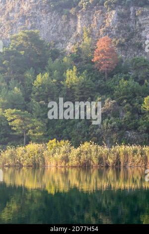 Herbstfarben entlang des Flusses Dalyan, Provinz Muğla, Türkei Stockfoto