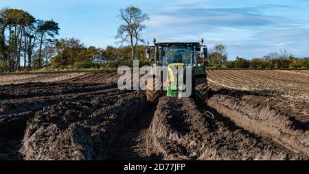 Luffness Mains Farm, East Lothian, Schottland, Großbritannien, 21. Oktober 2020. Letzte Kartoffelernte: Mit 100mm Regen fallen vor kurzem, eine selbstfahrende Kartoffelernter wird für über £300 pro Stunde gemietet, um mit schlammigen Bedingungen zu bewältigen. Dieses letzte Feld wird bis Freitag mit 10 Hektar geerntet werden, die 600 Tonnen Maris Piper Kartoffeln ergeben. Die Kosten für die Miete überwiegen den Gewinn und die Kartoffelnachfrage trocknete während der Schließung mit Catering-Filialen geschlossen. Ein Traktor steckt im Schlamm fest Stockfoto