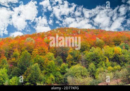 Herbstlandschaft in den Bergen. Berg Herbst Szene mit bunten Bäumen im Wald Stockfoto