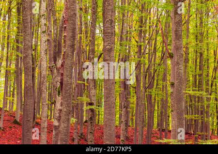 Herbstlandschaft in den Bergen. Berg Herbst Szene mit bunten Bäumen im Wald Stockfoto