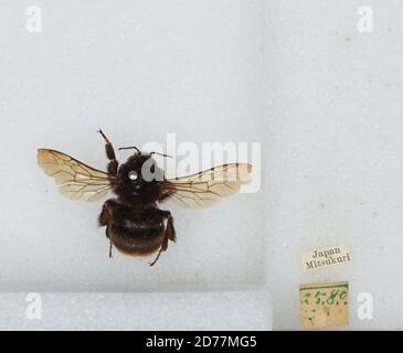 Japan, Bombus (Bombus) ignitus Smith, Animalia, Arthropoda, Insecta, Hymenoptera, Apidae, Apinae Stockfoto