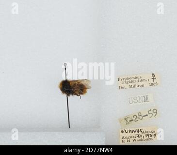 Nunivak, Bethel, Alaska, United States, Bombus (Pyrobombus) frigidus Smith, Animalia, Arthropoda, Insecta, Hymenoptera, Apidae, Apinae Stockfoto