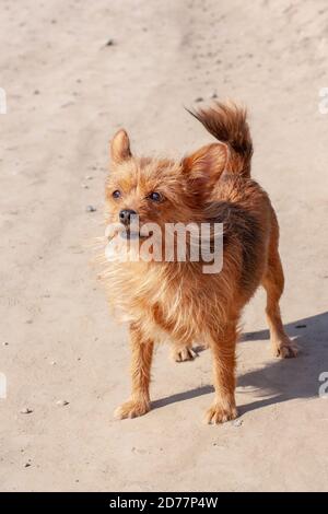 Yorkshire Terrier steht auf einer Landstraße. Lange braune Hundehaare und große Ohren. Sonnig. Vertikal. Stockfoto