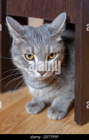 Eine graue Katze sitzt unter einem Stuhl auf dem Parkettboden. Gelbe Augen und ein langer Schnurrbart. Geringe Schärfentiefe. Vertikal. Stockfoto