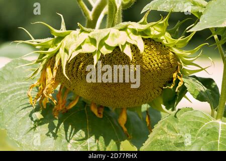 Sonnenblume mit reifen Samen im Garten. Stockfoto