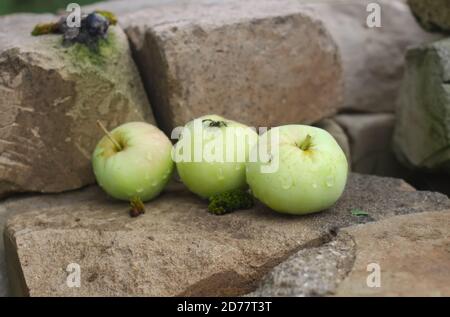Drei grüne Äpfel auf den Steinen im Garten Stockfoto