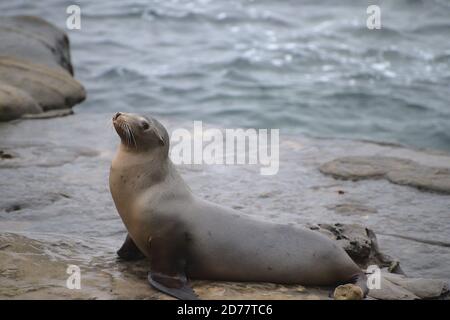 Kalifornischer Seelöwe in der Bucht von La Jolla Stockfoto