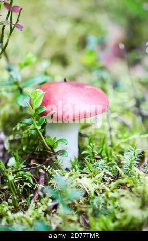 Essbare Birkenpilze wächst in Waldgras. Stockfoto