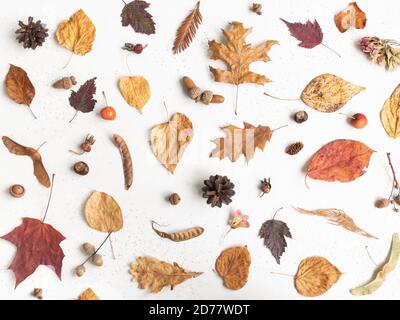 Flache Lage von verschiedenen Samen und Blätter von wilden Bäumen isoliert auf einem weißen Textur Hintergrund. Herbst botany Hintergrund. Draufsicht Stockfoto