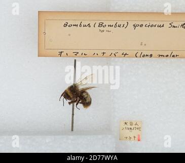 Bombus (Bombus) ignitus Smith, Animalia, Arthropoda, Insecta, Hymenoptera, Apidae, Apinae Stockfoto