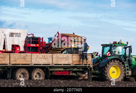 Luffness Mains Farm, East Lothian, Schottland, Großbritannien, 21. Oktober 2020. Letzte Kartoffelernte: Mit 100mm Regen fallen vor kurzem, eine selbstfahrende Kartoffelernter wird für über £300 pro Stunde gemietet, um mit schlammigen Bedingungen zu bewältigen. Die Ernte würde normalerweise bis zum 15. Abgeschlossen sein. Dieses letzte Feld wird bis Freitag mit 10 Hektar geerntet werden, die 600 Tonnen Maris Piper Kartoffeln ergeben. Allerdings überwiegen die Kosten der Miete den Gewinn und ein Großteil der Kartoffelnachfrage trocknete während der Schließung mit Catering-Filialen geschlossen Stockfoto