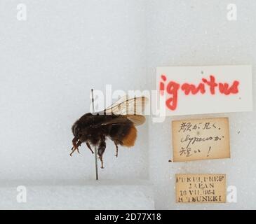 Fukui, Japan, Bombus (Bombus) ignitus Smith, Animalia, Arthropoda, Insecta, Hymenoptera, Apidae, Apinae Stockfoto