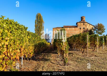 Blick auf die bunten herbstlichen Weinberge wachsen unter blauem Himmel in der Nähe von Barolo im Piemont, Norditalien. Stockfoto