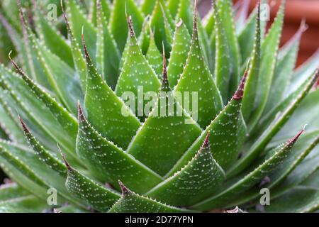Nahaufnahme der reifen Blätter des Grüns Aloe Vera Pflanze Stockfoto