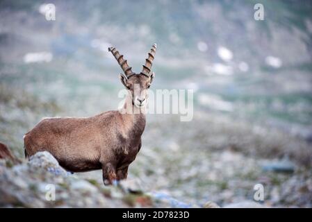 Portrait des alpinen Steinbocks, der in seinem natürlichen Lebensraum hoch in felsigen Bergen still steht, posiert und in die Kamera schaut. Konzept der Tierwelt und Fauna Stockfoto