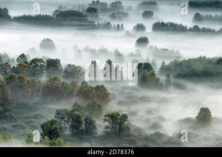 Der neblige Wald vor der Morgendämmerung Stockfoto