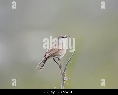 Karoo Scrub Robin, Cercotrichas coryphoeus, Südafrika Stockfoto