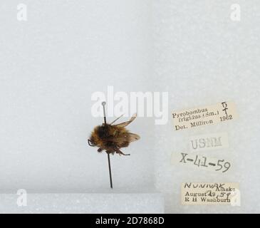 Nunivak, Bethel, Alaska, United States, Bombus (Pyrobombus) frigidus Smith, Animalia, Arthropoda, Insecta, Hymenoptera, Apidae, Apinae Stockfoto