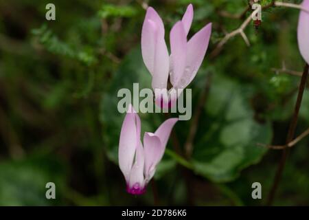 Cyclamen persicum Persian Violets closeup, fotografiert in Israel im Winter Februar Stockfoto