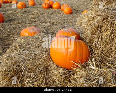 Nahaufnahme des Feldes von goldfarbenen Stroh voll Leuchtend orange Kürbisse draußen im Herbst Stockfoto
