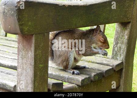 Nahaufnahme von niedlichen Eichhörnchen sitzen auf einer Parkbank essen eine Eichel. Im Herbst im Freien in einem öffentlichen Park Stockfoto
