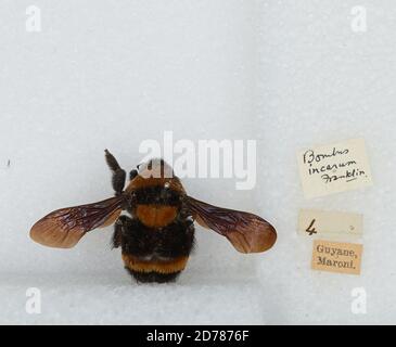 Saint-Laurent-du-Maroni, Französisch-Guayana, Frankreich, Bombus (Fervidobombus) transversalis (Olivier), Animalia, Arthropoda, Insecta, Hymenoptera, Apidae, Apinae Stockfoto