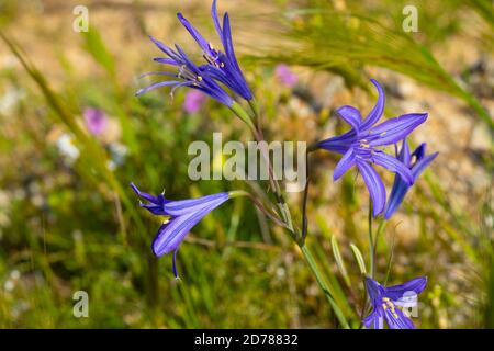 Gefährdete wildflower Maquis Blausterne (Scilla cilicica) endemisch in den hohen Bergen in Israel oberen Galiläa Golan und Hermon Stockfoto