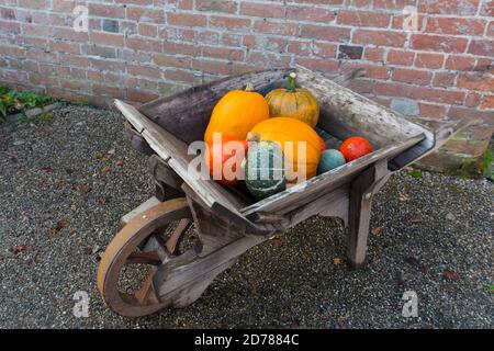 Attraktive Vintage-Schubkarre voller Kürbisse. Leuchtend orange und grün Kürbisgemüse in einem rustikalen alten hölzernen Schubkarre draußen vor einem roten Br Stockfoto