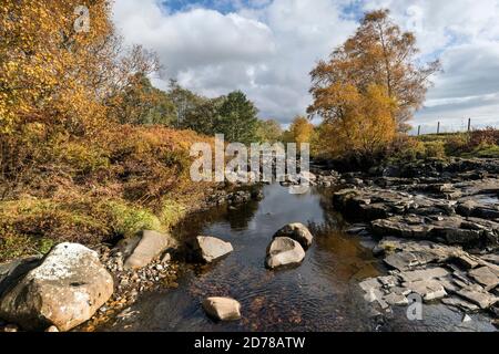 Spektakuläre Herbstfarben entlang der River Tees und Pennine Way in der Nähe von Bowlees, Upper Teesdale, County Durham, Großbritannien Stockfoto