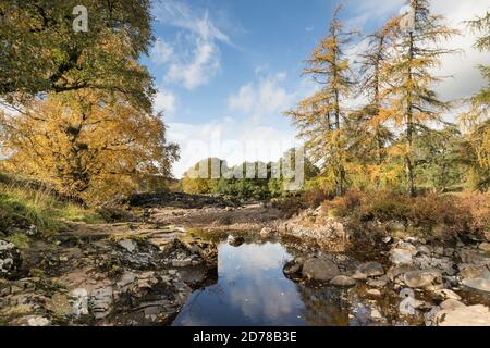 Spektakuläre Herbstfarben entlang der River Tees und Pennine Way in der Nähe von Bowlees, Upper Teesdale, County Durham, Großbritannien Stockfoto