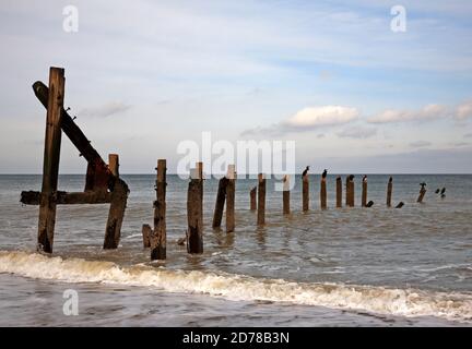 Ein Blick auf verderben Wellenbrecher bleibt mit Cormorants auf Pfosten im Herbst an der Norfolk Küste bei Happisburgh, Norfolk, England, Vereinigtes Königreich. Stockfoto