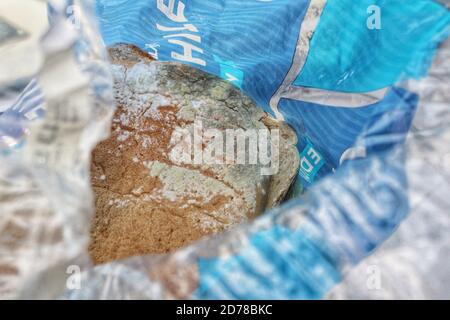 Penicillium chrysogenum Schimmel wächst auf einem Laib Brot. Penicillium wird verwendet, um das Antibiotikum Penicllin zu machen Stockfoto