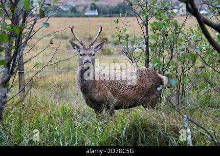 Junghirsch (Cervus elaphus) Hirsch neben einem Hirschzaun, Schottland, Großbritannien Stockfoto