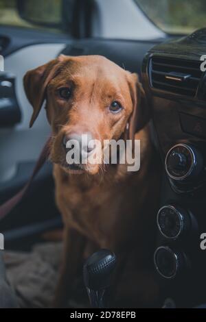 Ein Labrador Retriever Hund steckt in einem Auto auf Ein heißer Tag, während man auf die Rückkehr des Besitzers wartet Für einen Hundespaziergang Stockfoto