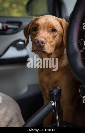 Ein Haustier Labrador Retriever Hund sitzt im vorderen Fußraum Eines Autos vor einem Hundespaziergang Stockfoto