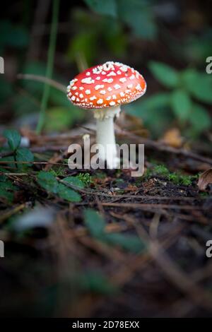 Ein giftiger, rot bedeckter Toadstool auf dem Waldboden mit Speicherplatz kopieren Stockfoto