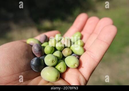 Man Hand Ansicht hält geerntete italienische Oliven, extra natives Olivenöl Produktion Stockfoto