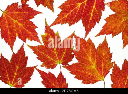 Rote Ahornblätter zeigen Herbstfärbung. Stockfoto